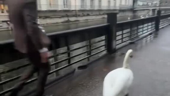 Мужчина помог лебедю выбраться из городской ловушки
Мужчина помог лебедю выбраться из городской ловушки