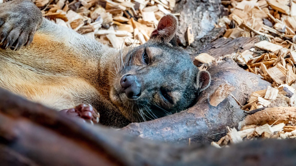Фосса: мадагаскарский лев
Фосса: мадагаскарский лев