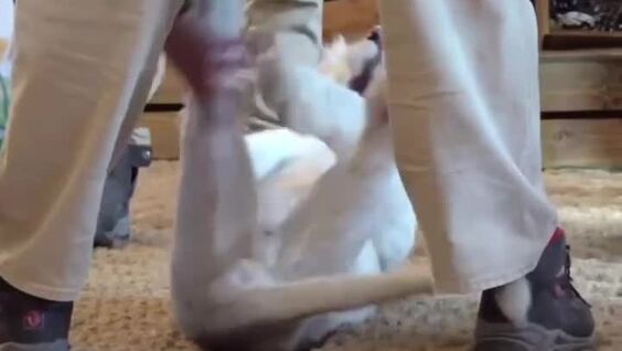 Забавная игра со львёнком попала на видео
Забавная игра со львёнком попала на видео