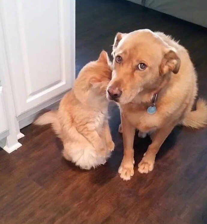 30 очаровательных пакостников, которые знают толк в дизайне и перепланировке
30 очаровательных пакостников, которые знают толк в дизайне и перепланировке