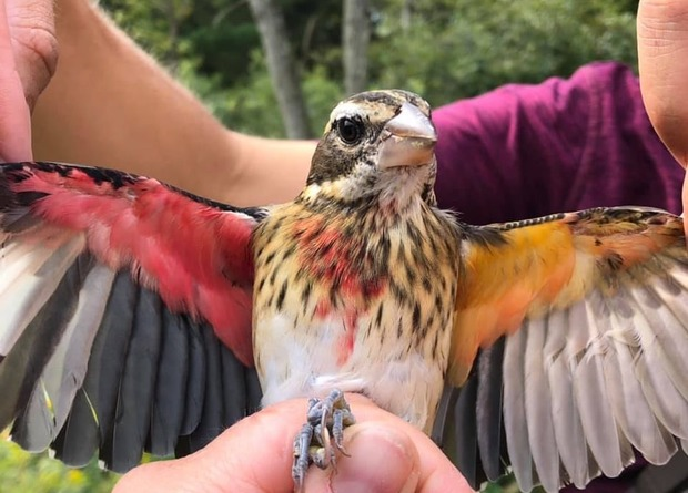 Половина женская, половина мужская: самая странная мутация птиц и не только
Половина женская, половина мужская: самая странная мутация птиц и не только