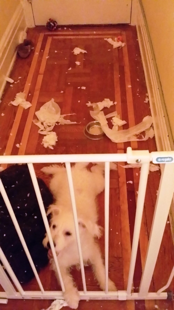 
        25&nbsp;фотороботов прелестных подозреваемых в&nbsp;совершении преступлений по&nbsp;уничтожению домашнего порядка    