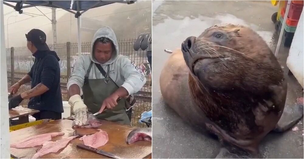 
        Вежливый морской лев&nbsp;приходит за&nbsp;рыбой каждый день    