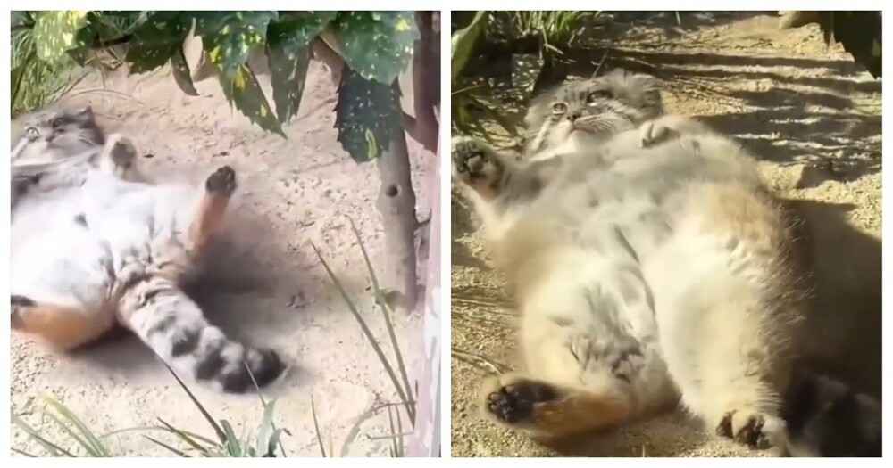 
        Манулы обожают валяться в&nbsp;песке    