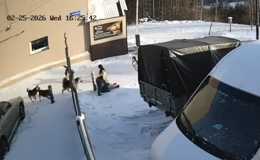 
        Нападение собак на&nbsp;женщину в&nbsp;Нерюнгри    