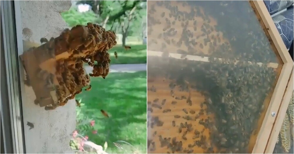 
        В&nbsp;США&nbsp;пчеловод установил улей прямо у&nbsp;себя в&nbsp;доме, чтобы каждый день любоваться пчёлками    