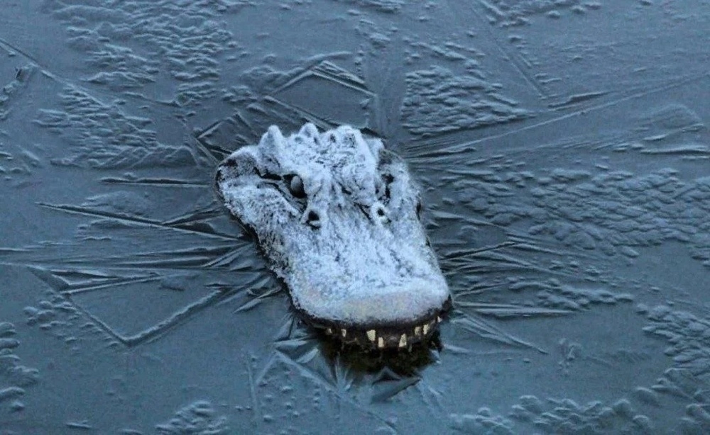 
        Фотографии дикой природы, которые могут удивить любого    