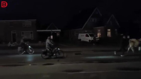 Коровы захватили деревню: снесли заборы и устроили хаос
Коровы захватили деревню: снесли заборы и устроили хаос