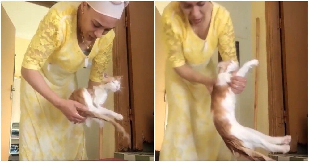 Как выжимать кота после купания
Как выжимать кота после купания