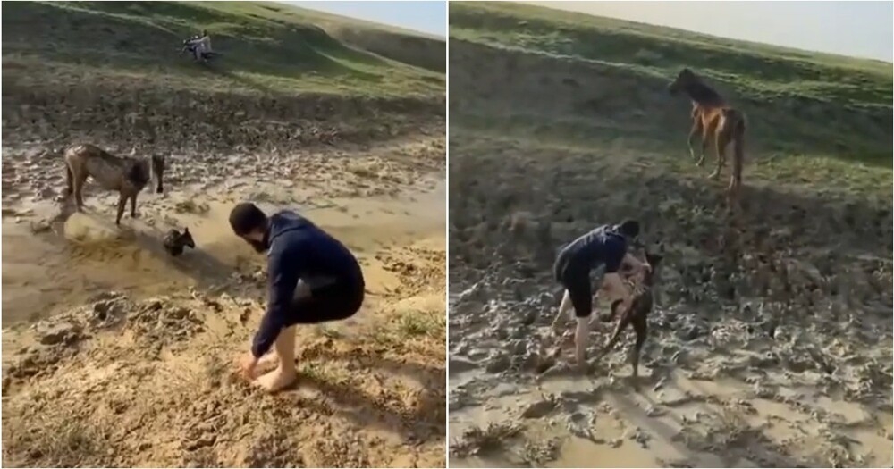 
        Мужчина спас жеребёнка, застрявшего в&nbsp;грязи    