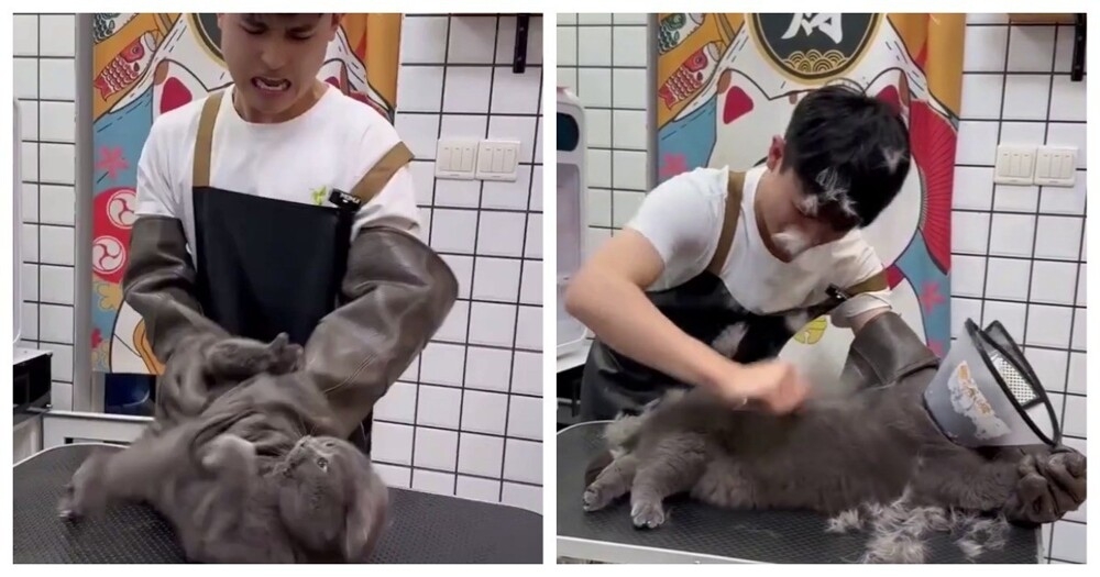 
        Злой и&nbsp;нервный клиент грумера    