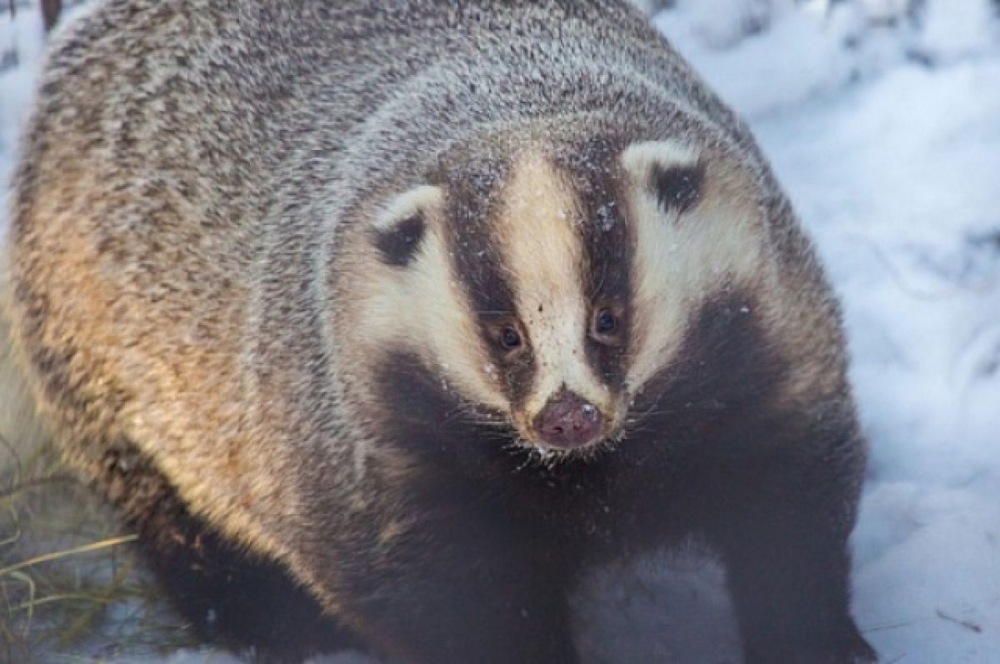 
        Барсук: единственный, кто&nbsp;выходит из&nbsp;спячки толстым и&nbsp;сытым, пока другие звери истощены    