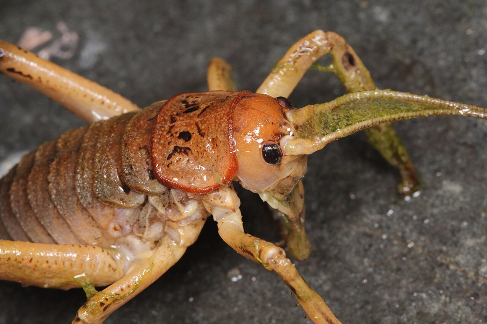 Гигантская уэта: в Новой Зеландии эти чудовища заменяют зайцев!
Гигантская уэта: в Новой Зеландии эти чудовища заменяют зайцев!