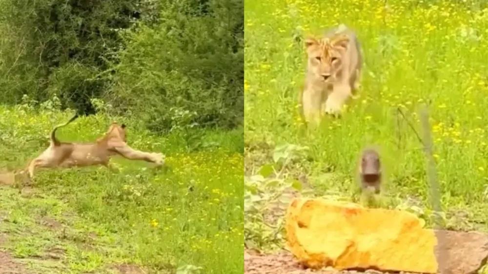 
        Лев&nbsp;и&nbsp;бородавочник: напряжённая встреча в&nbsp;дикой природе    