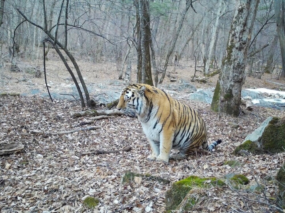 
        В&nbsp;Приморье фотоловушка сняла упитанного тигра    