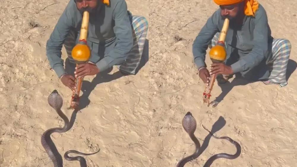 
        Заклинатель змей едва увернулся от&nbsp;атаки кобры во&nbsp;время выступления    