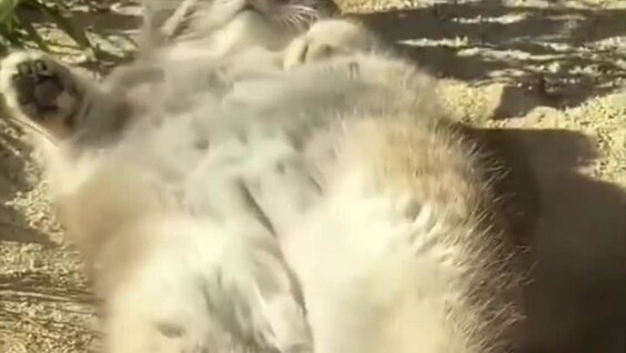 Манулы обожают валяться в песке
Манулы обожают валяться в песке