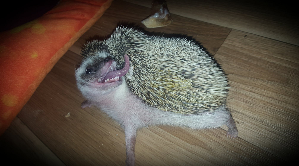 
        Почему сигареты, спирт и&nbsp;духи сводят ежей с&nbsp;ума?    