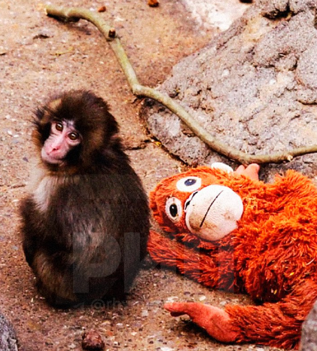 У Панча собираются отнять плюшевую игрушку (5 фото + видео)