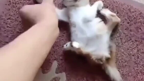 
        Шкодливый котёнок попал в&nbsp;ловушку    