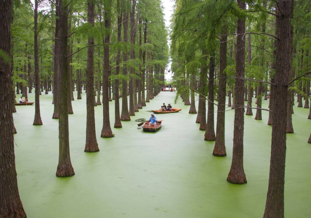 Плавучий лес в Ханчжоу (2 фото + видео) Плавучий лес в Ханчжоу (2 фото + видео)
