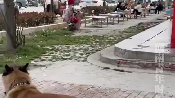 Собака каждый день приносит своей хозяйке еду из закусочной
Собака каждый день приносит своей хозяйке еду из закусочной