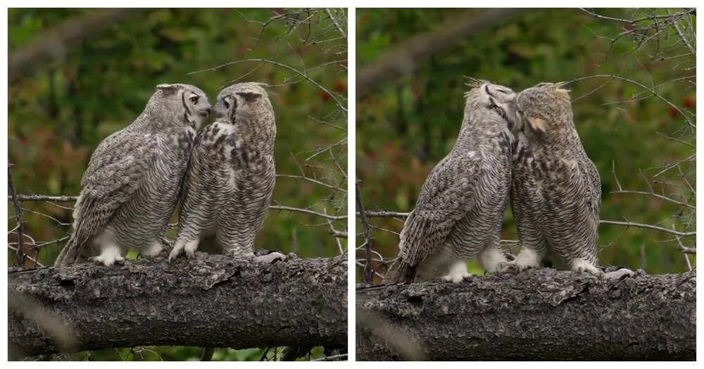 Совиные поцелуи
Совиные поцелуи