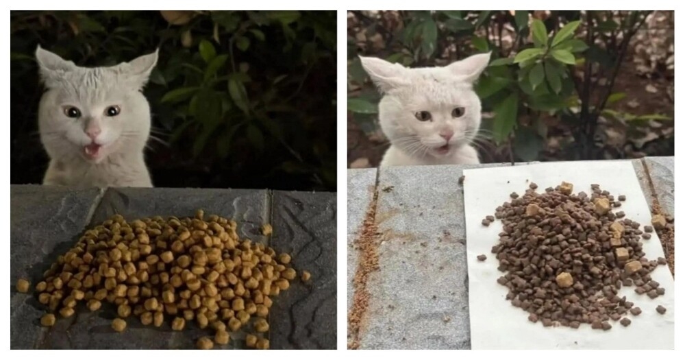 
        Уличный кот&nbsp;удивляется корму    