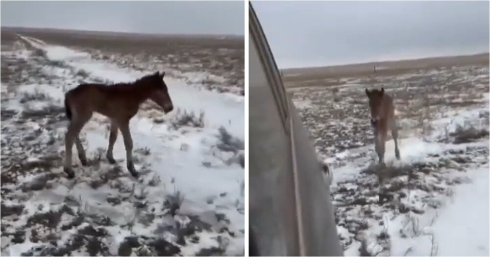 Парень помог потерявшемуся жеребёнку найти мать в степи
Парень помог потерявшемуся жеребёнку найти мать в степи