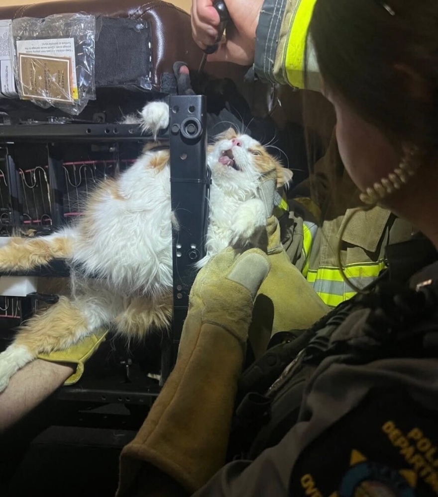 
        Толстый кот&nbsp;предпочёл застрять в&nbsp;кресле, лишь бы&nbsp;не&nbsp;ходить к&nbsp;ветеринару    