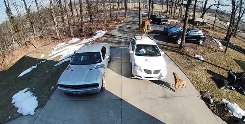 
        Один испугался, другой обрадовался: курьезная встреча пса&nbsp;и&nbsp;доставщика    