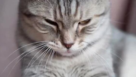 
        Что&nbsp;означают позы кошек    