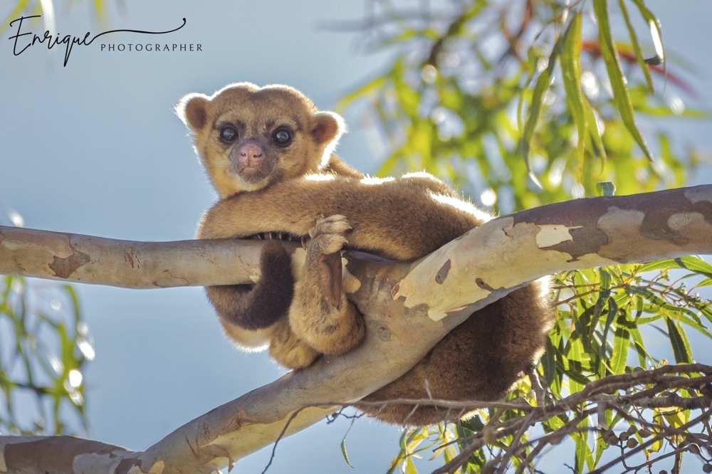 Олингито: енот, который решил стать обезьяной
Олингито: енот, который решил стать обезьяной