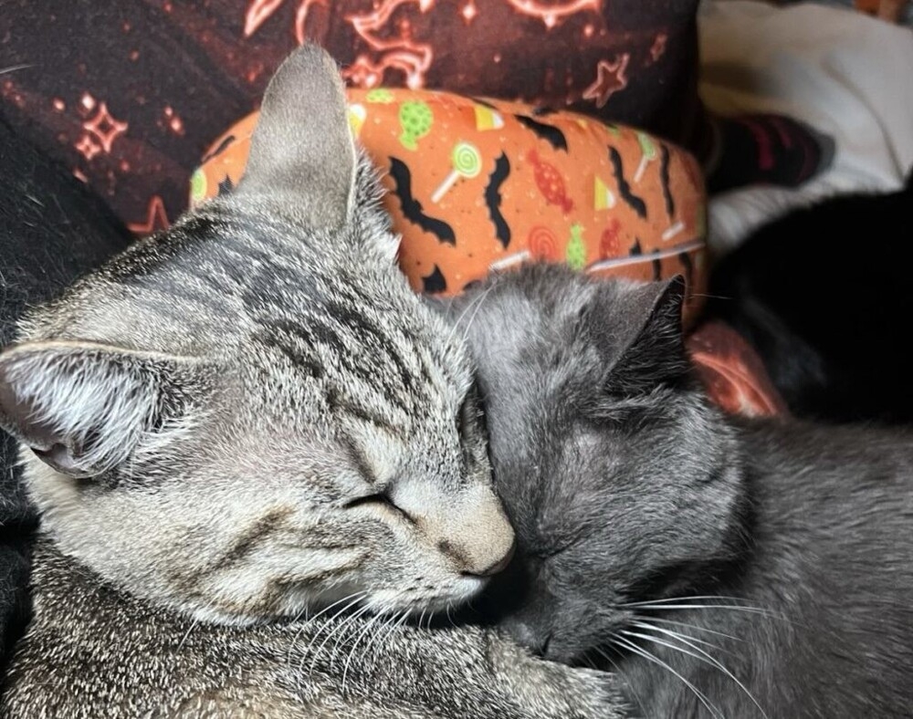 
        Купив дом, хозяева обнаружили, что&nbsp;там&nbsp;живут десятки кошек    