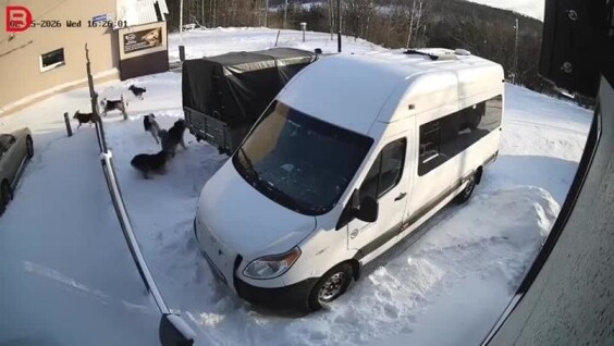 
        Стая бродячих собак напала на&nbsp;сотрудницу отеля    