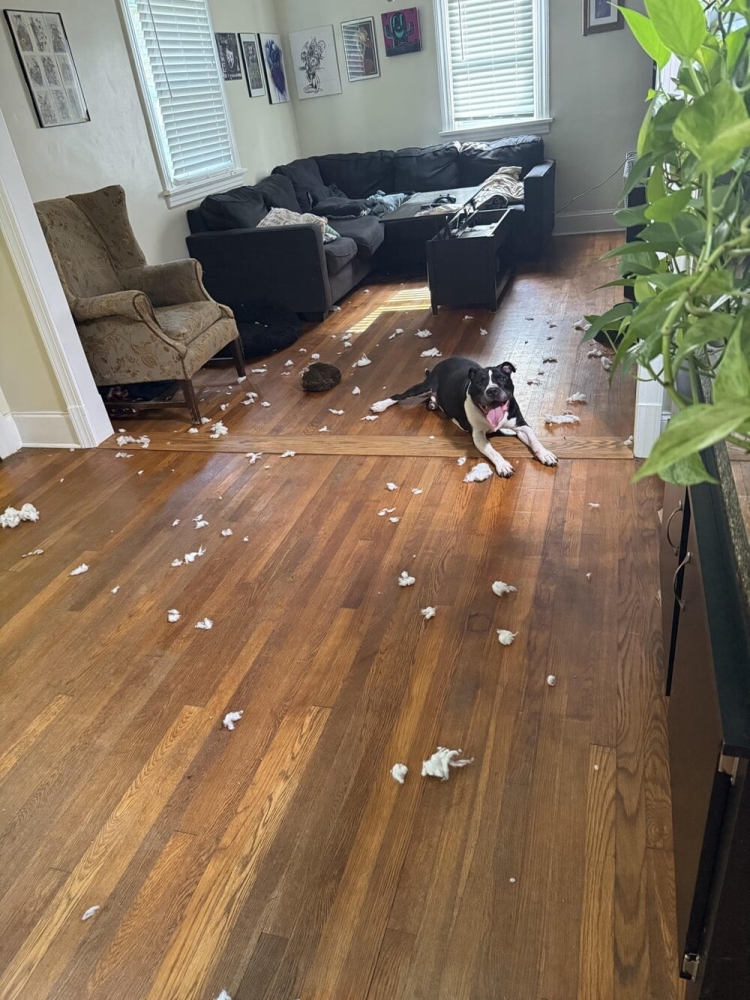 30 очаровательных пакостников, которые знают толк в дизайне и перепланировке
30 очаровательных пакостников, которые знают толк в дизайне и перепланировке