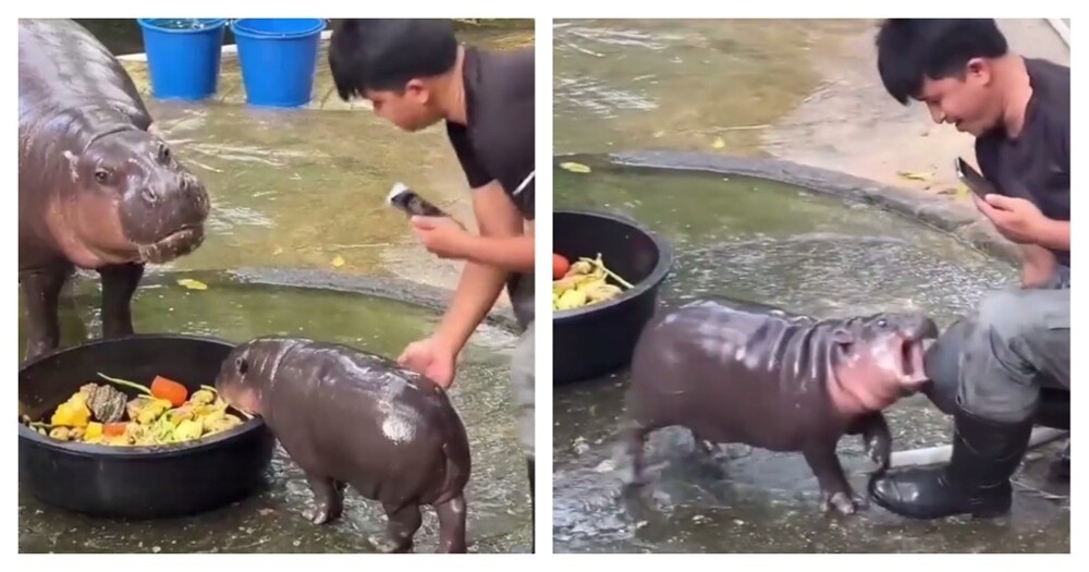 
        Сотрудник зоопарка познал ярость детёныша бегемота    