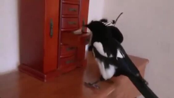 Мужчина проверил интеллект сороки
Мужчина проверил интеллект сороки