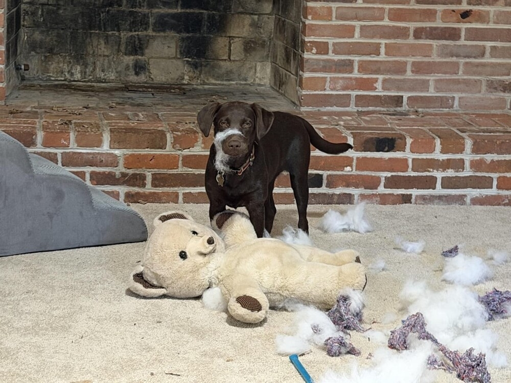 
        25&nbsp;фотороботов прелестных подозреваемых в&nbsp;совершении преступлений по&nbsp;уничтожению домашнего порядка    