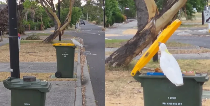 Попугай показал навыки сортировщика мусора
Попугай показал навыки сортировщика мусора