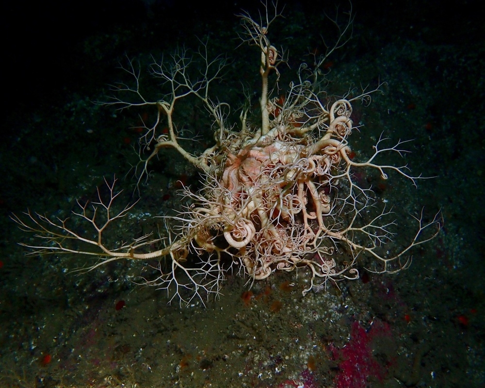 
        Фотографии дикой природы, которые могут удивить любого    