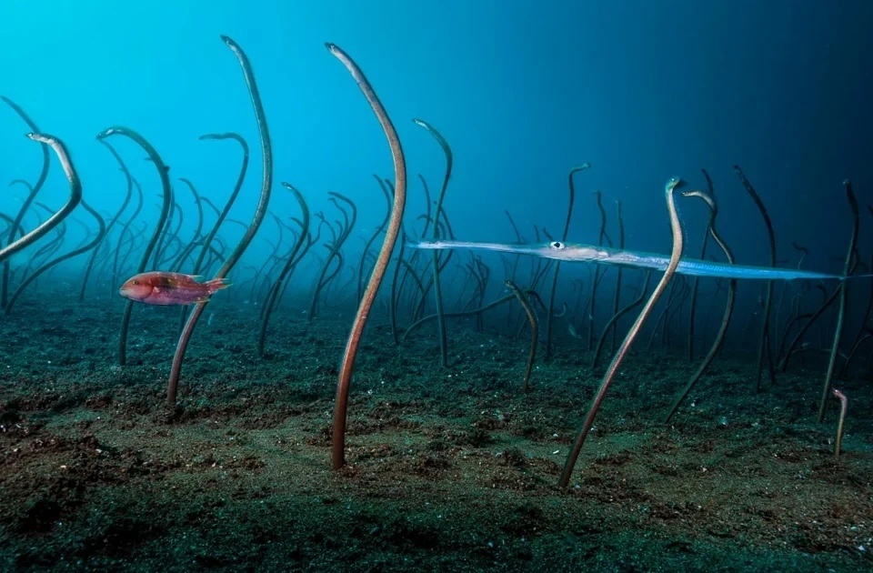 
        Фотографии дикой природы, которые могут удивить любого    