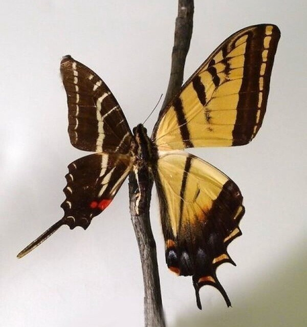 Половина женская, половина мужская: самая странная мутация птиц и не только
Половина женская, половина мужская: самая странная мутация птиц и не только