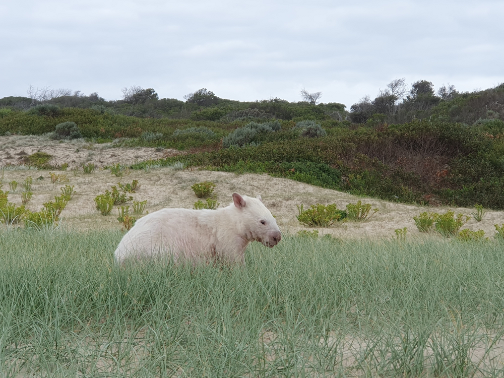 
        Вомбат: драки, шрамы, захват имущества    