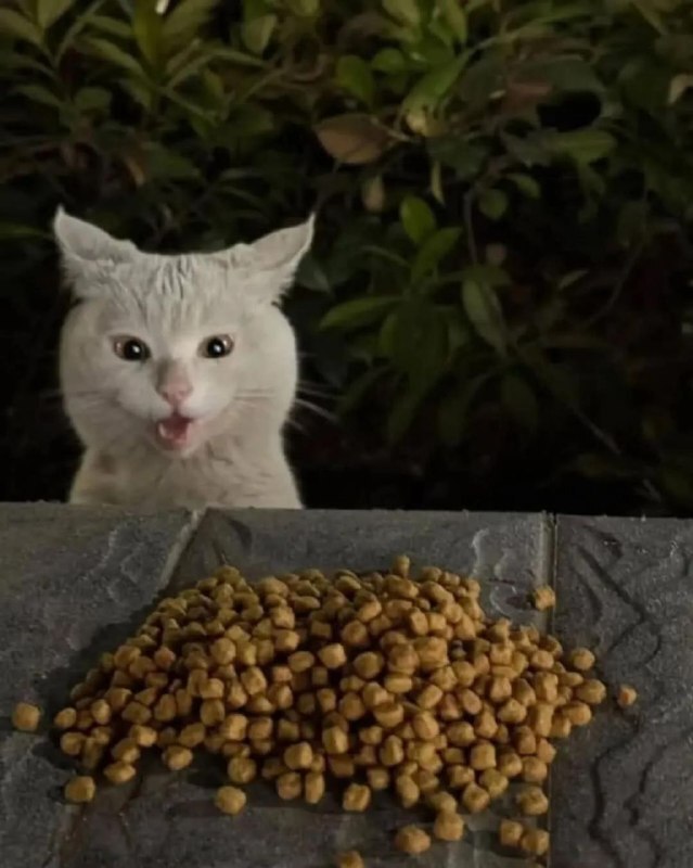 
        Уличный кот&nbsp;удивляется корму    