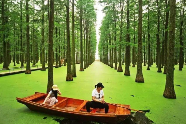 Плавучий лес в Ханчжоу (2 фото + видео) Плавучий лес в Ханчжоу (2 фото + видео)