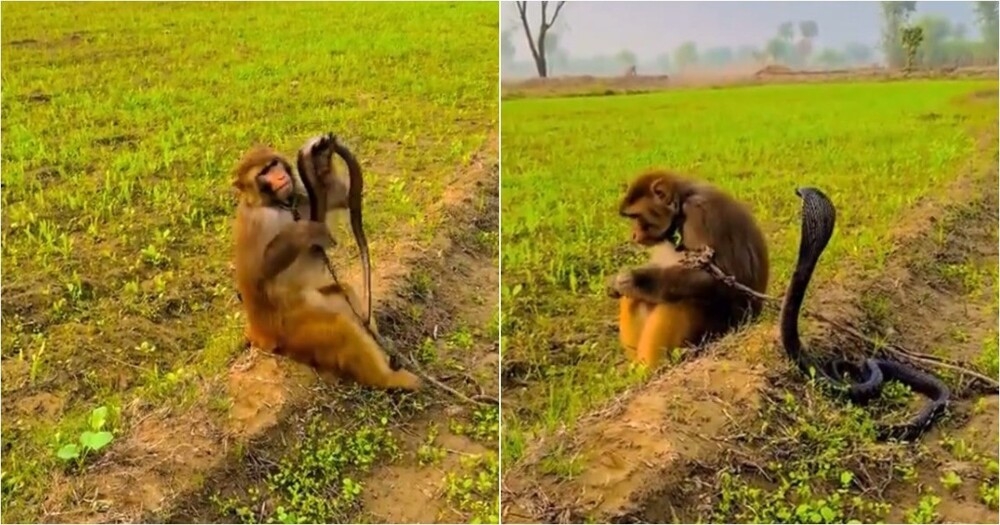 Обезьяна спокойно играет с коброй
Обезьяна спокойно играет с коброй