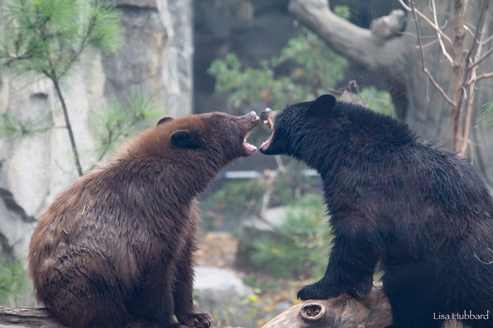 
        Барибал: американский медведь. Чем&nbsp;он&nbsp;отличается от&nbsp;русского?    