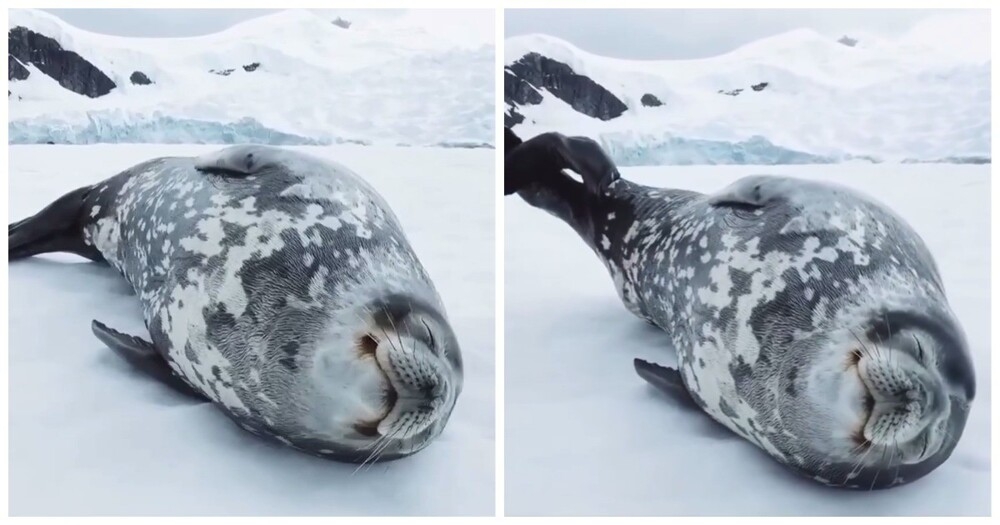 
        Тюлень &laquo;поёт&raquo; во&nbsp;сне    