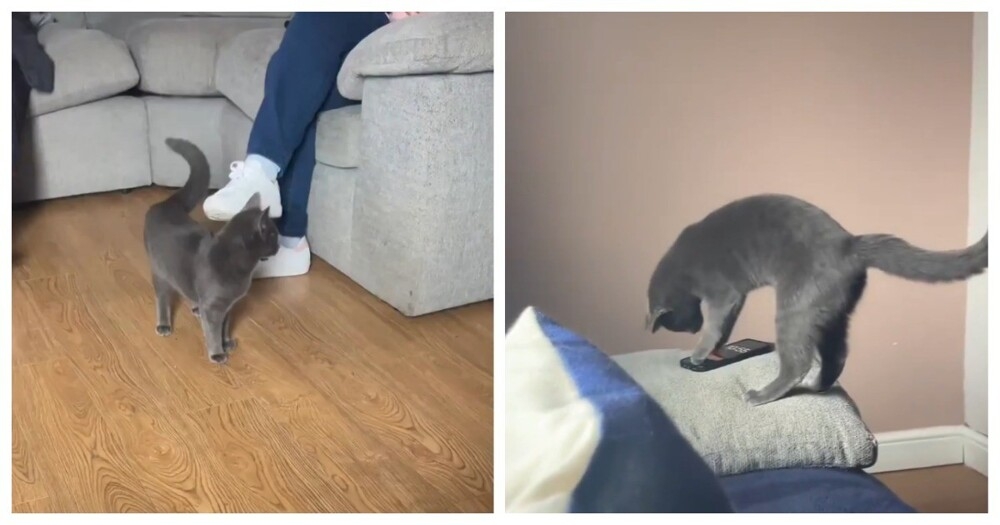 
        Кот&nbsp;отключает будильник хозяйки    